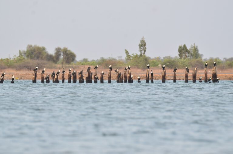 oiseaux au delta de saloum