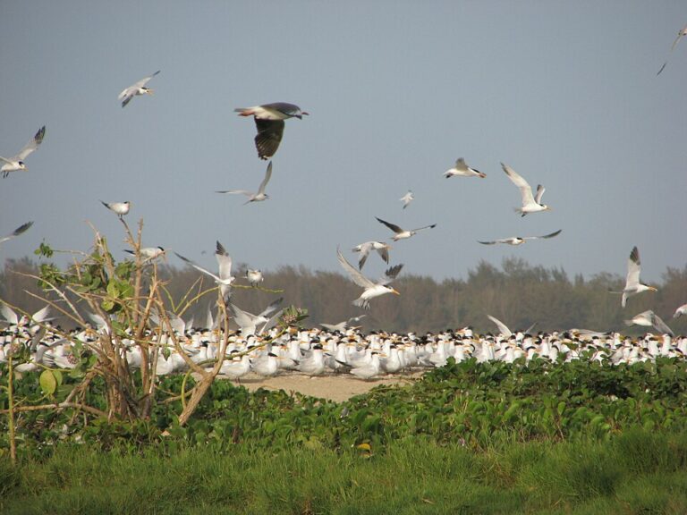 parc Djoudj oiseaux Senegal