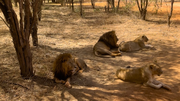 Un groupe de lions se réunit à l'ombre bienfaisante à la réserve de Bandia, Sénégal
