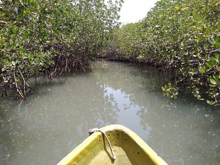 delta Saloum pirogue mangrove