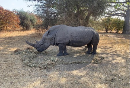 rhinorceros safari Bandia Senegal