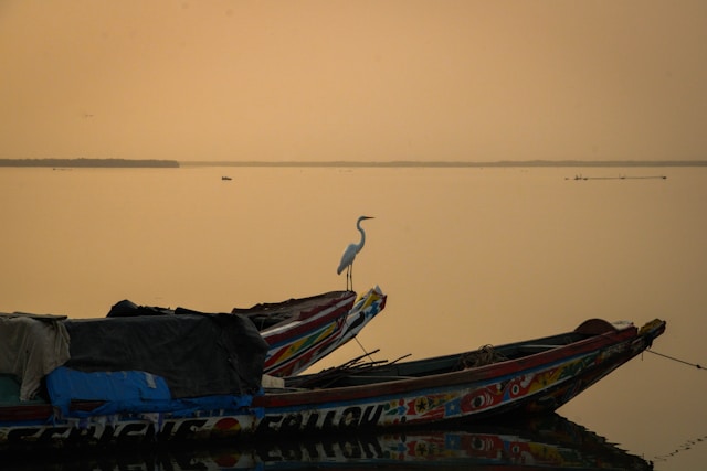 pirogue oiseaux saint louis, senegal