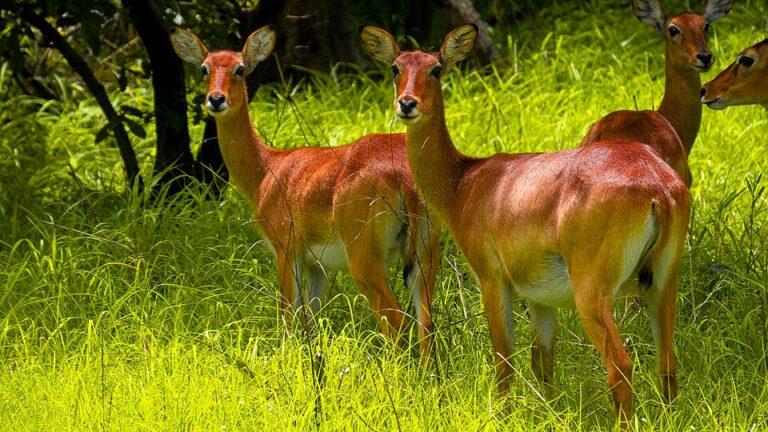 antilope parc Niokolo Koba safari