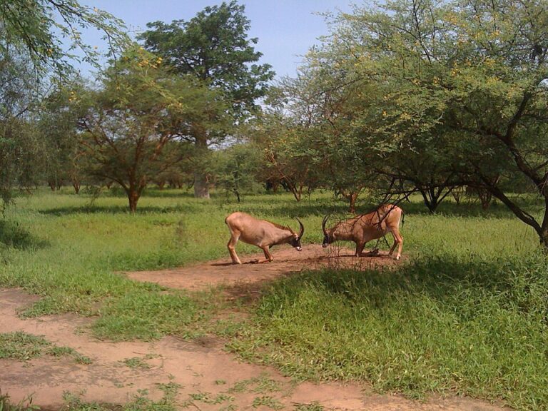 2 antilopes se battant dans la réserve de Bandia