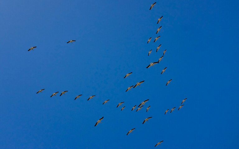 parc Djoudj Sénégal,excursion Djoudj,oiseaux Sénégal,safari pirogue Sénégal,Djoudj Saint-Louis
