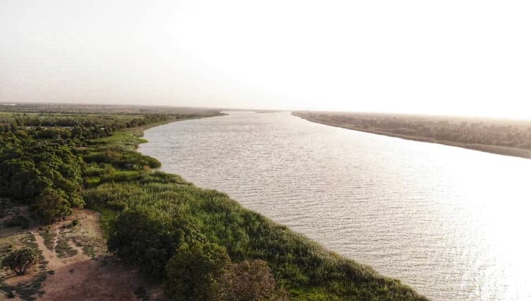 mangrove fleuve senegal
