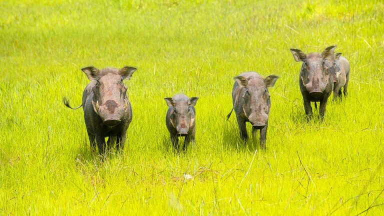 phacochères parc Niokolo Koba safari