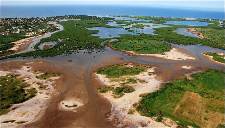 mangrove somone Senegal