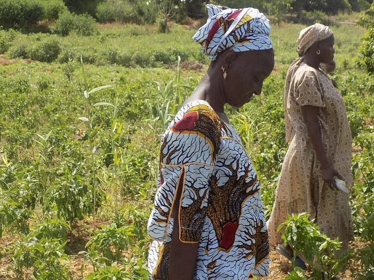 rural women feeding senegal
