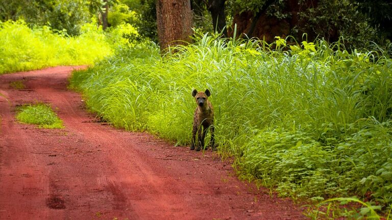 hyène parc Niokolo Koba safari