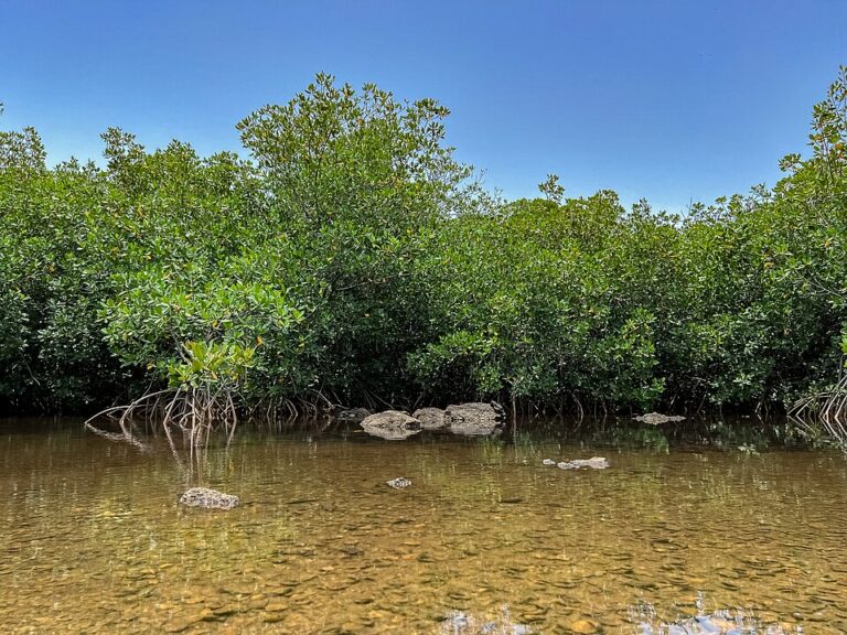 mangrove somone Senegal