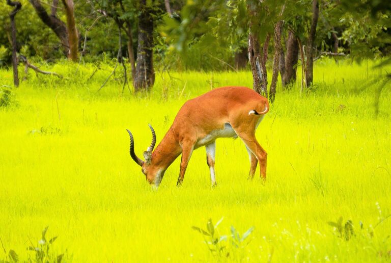 parc Niokolo Koba safari