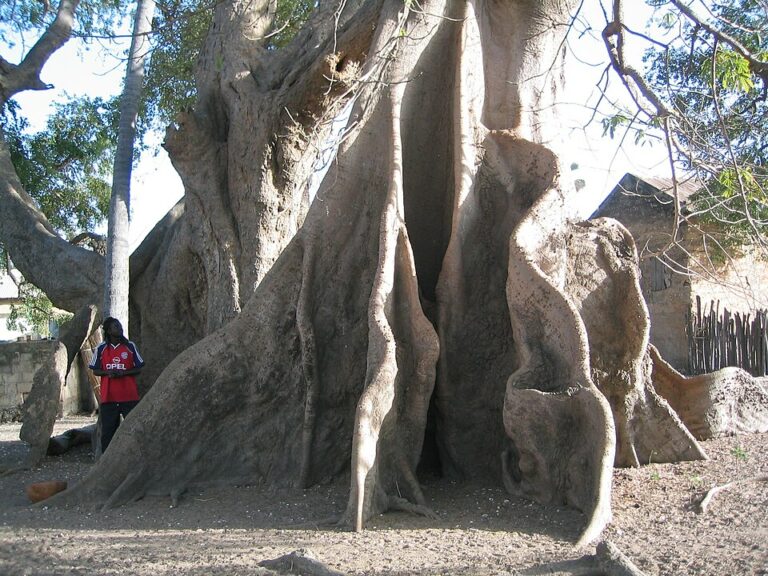 fromager ile Mar Lodj