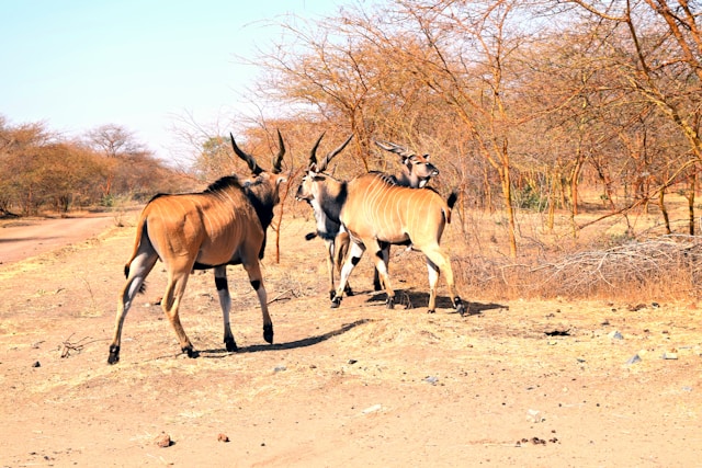 gazelles réserve Bandia Sénégal