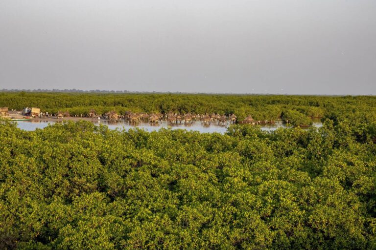 huttes implémentées dans une magrove