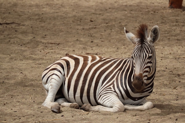 zèbre safari bandia sénégal